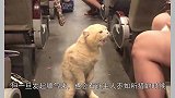 猫咪座位被抢，像个小大人儿站在车厢里破口大骂，众人笑翻全场