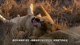雄狮被6头母狮群殴，场面惨不忍睹，镜头拍下这一幕！