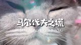 千万不要欺骗一只小猫咪