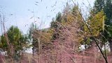 岁月极美，在于它必然的流逝