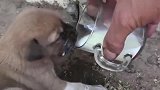 广东大叔喂流浪小奶狗喝奶，直到小奶狗喝饱了才拿开，真有爱！