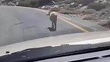 山羊在公路上行走