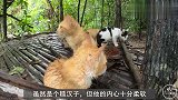 大叔爱心力爆棚，为猫咪建造“豪华猫舍”，自带鲨鱼水池！