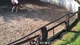 马儿用它的身体往公鸡身上压去，幸好是被公鸡避开