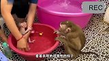 主人给小猴子洗澡，没想到却遇到意外，小猴子竟然害羞了起来