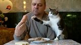 狸花猫想吃香肠，抢不到就开始卖萌，喵星人太卑微了