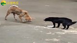 爆笑：黄狗和黑狗针锋相对，大战一触即发