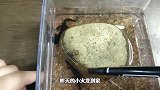 为东方蝾螈小火龙抓食物，零下5度破开10厘米冰层，听见惊悚声