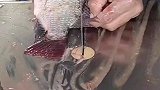 杀鱼也是一门技术活，师傅一看就是新手
