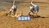 一朝爱上狗黏兔，从此踏上不归路啊，两狗没追上兔子