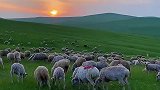 蓝天白云，绿草如茵，夕阳西下，绵羊成群，这样的草原你向往吗