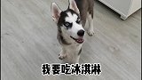 二哈智商测试一：满分100分，你给二逗打几分