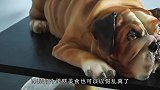 主人切狗形蛋糕，金毛母子不淡定了，狗妈的反应太好笑