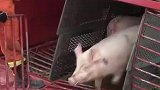 运猪货车侧翻，100余头猪待解救
