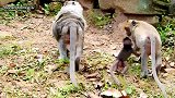 可怜的老猴子丢下孩子不管