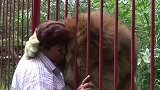 动物园狮子“绝食”饿成皮包骨，当看到救命恩人时，画面让人落泪