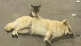 生活不易猫猫卖艺，走过路过赏口饭吃