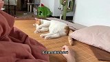 人生信条之：猫最棒！