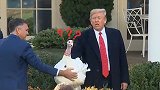 感恩节到来之际，特朗普借特赦火鸡 疯狂讽刺民主党弹劾