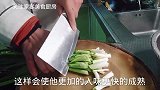 饭店的青蒜白菜为什么不加肉都那么香？大厨教你家常菜，简单易学