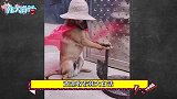 陈坤退出闺蜜赵某关联公司，被其粉丝痛骂“落井下石臭不要脸”