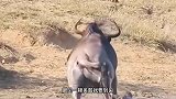 角马遭鳄鱼捕食，眼看就要被鳄鱼吞掉，河马及时出手相救