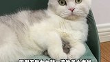 七七不允许任何人欺负她的小老鼠爱宠治愈季