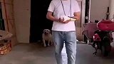 狗子模仿手骨折客人走路