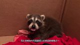 浣熊撸到猫，根本停不下来，镜头拍下全过程！