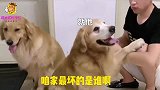 主人要欺负母金毛，公金毛却这样保护媳妇，这才是真爱