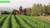 国外的胡萝卜自动化收割机械，百亩地不到一个小时就收完