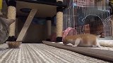 刚断奶的小奶猫，寻找母亲的样子，蠢萌蠢萌的可爱