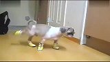 [搞笑]可爱狗狗穿上鞋走路像跳舞