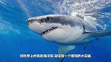 为什么世界上的所有海洋馆，没有一个敢饲养大白鲨？看完就明白了