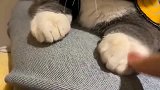 猫咪：跟你说多少遍了，别碰我的脚