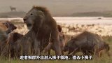 嚣张鬣狗抢狮子猎物，雄狮大发雷霆将它一口咬死！镜头记录全过程