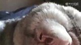 猫咪躺胸口上！这沉重的幸福感！