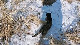 田园里散养捕鼠能手的生活