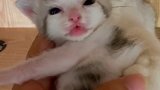 别人集邮你集娃～
