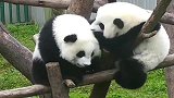 熊猫：嘻嘻，咬你耳朵这是我对你爱的印记，擦不掉的哦！