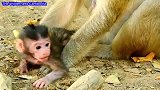 小猴子！需要妈妈的爱