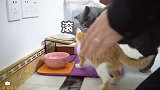 小橘猫三番五次挑衅大猫，大猫一爪子下去，直接吓炸毛！