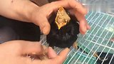 主人这样喂鸟八哥鹩哥不会噎死吧，