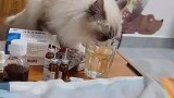 男子发烧躺在床上浑身酸痛，猫咪朝着唯一的水杯下口被气得半死