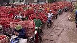 亲眼所见的才不敢相信，泛滥成灾的荔枝