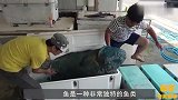大厨处理“蓝色怪鱼”，当把鱼皮掀开后，发现连鱼肉也是蓝色！
