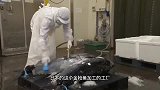 日本的蓝鳍金枪鱼加工厂，不是很大，但是很规范