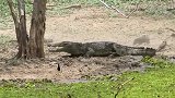 刚成年老虎伏击巨型野猪，生死大战即将开始，镜头拍下惨烈过程