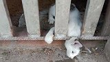 猫咪被卡在铁门里，喵喵的跟主人求救，主人一点都不着急救它
