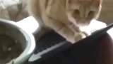 橘猫：兄弟，今天有内鬼，交易取消